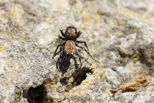 Réf. 300 957 : Heliophanus kochii